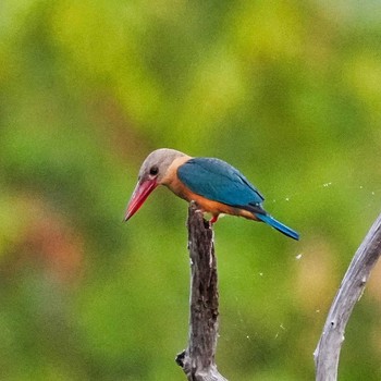 コウハシショウビン Bang Phra Non-Hunting area 2022年7月2日(土)