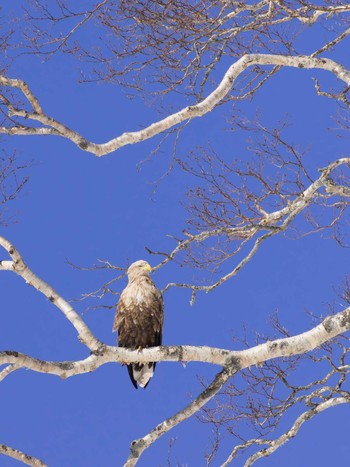 White-tailed Eagle 北海道羅臼町 Wed, 2/26/2014