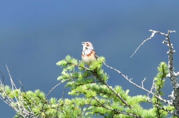 2022年6月25日(土) 戦場ヶ原の野鳥観察記録