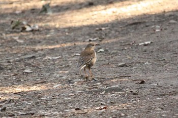 Pale Thrush Mitsuike Park Wed, 1/10/2018