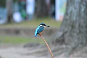 カワセミ 大阪K公園 撮影日未設定