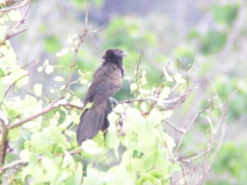 Pheasant Coucal パプアニューギニア Unknown Date