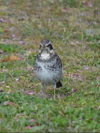 ツグミ 奈良U公園 撮影日未設定