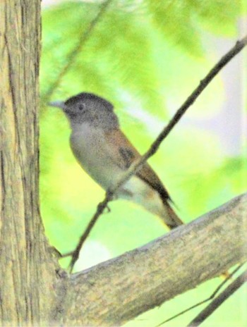 サンコウチョウ 大阪N公園 撮影日未設定