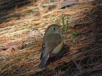 ルリビタキ 長居公園植物園 2018年1月11日(木)