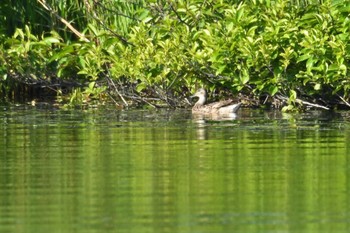 Thu, 6/30/2022 Birding report at サロベツ