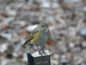 ルリビタキ 長居公園植物園 2018年1月11日(木)