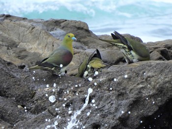 2022年7月5日(火) 大磯照ヶ崎海岸の野鳥観察記録