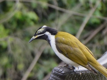 Blue-faced Honeyeater Canungra Valley Vineyards Thu, 6/30/2022