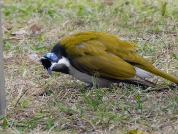 Blue-faced Honeyeater Canungra Valley Vineyards, QLD, Auatralua Thu, 6/30/2022