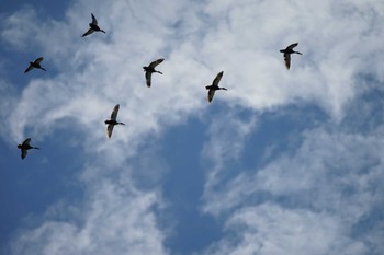 Eastern Spot-billed Duck 御津漁港 Tue, 7/5/2022