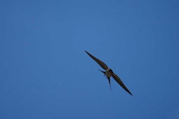 Red-rumped Swallow 御津漁港 Tue, 7/5/2022