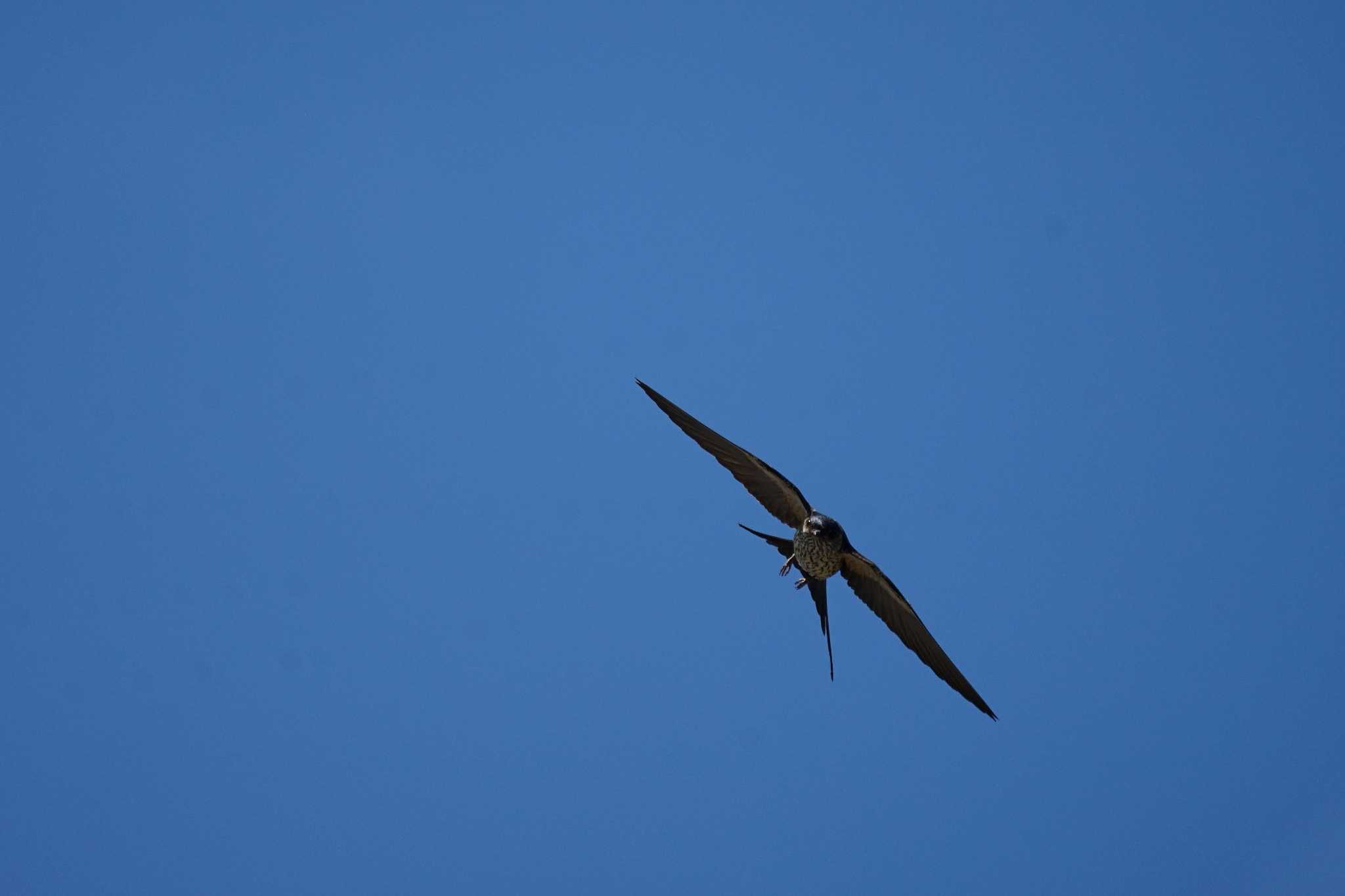 Red-rumped Swallow