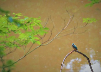 Common Kingfisher 姫路市自然観察の森 Tue, 7/5/2022