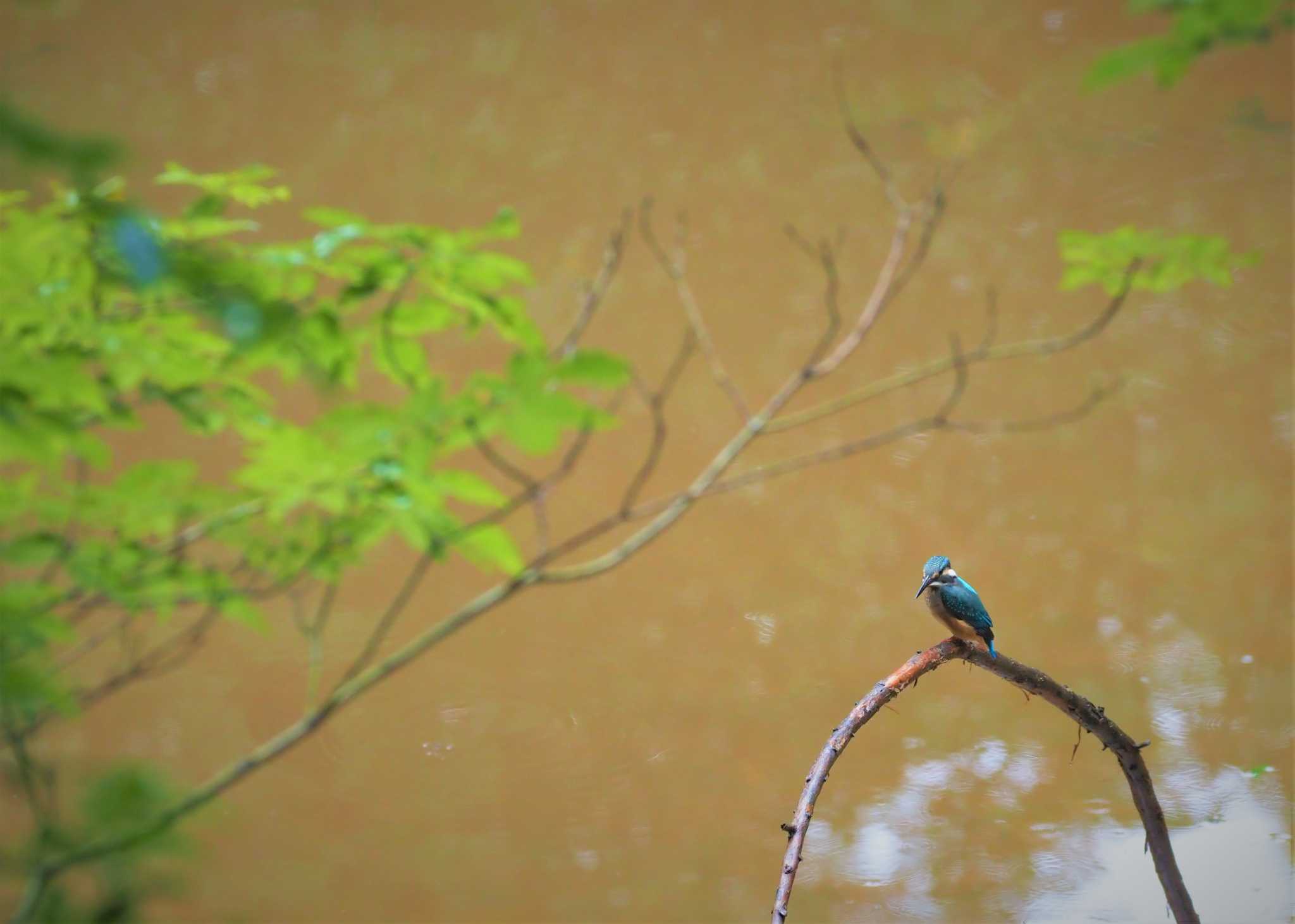 Photo of Common Kingfisher at 姫路市自然観察の森 by しんちゃん