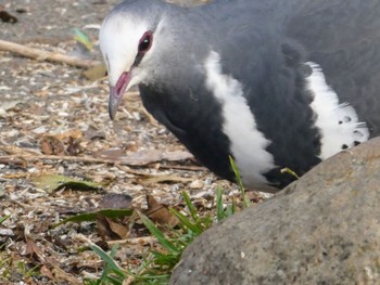 Wonga Pigeon O'Reilly's Rainforest Retreat Thu, 6/30/2022