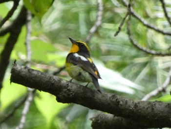 2022年6月26日(日) 小根山森林公園の野鳥観察記録