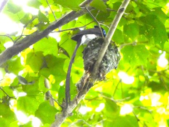 2022年7月2日(土) 八王子城跡の野鳥観察記録