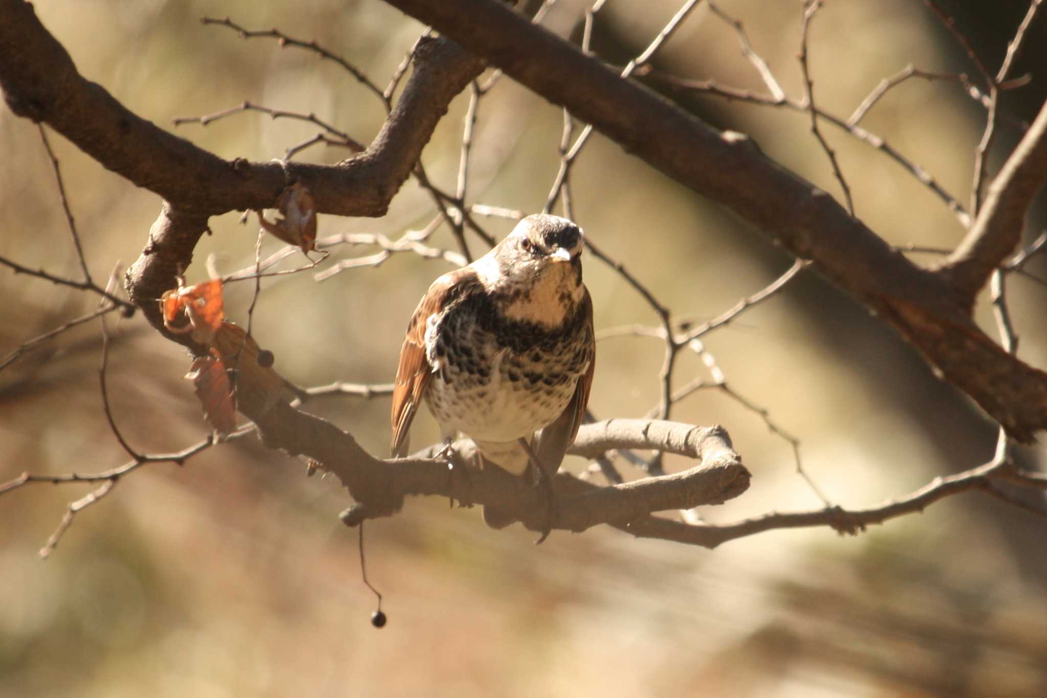 Photo of Dusky Thrush at Mitsuike Park by Yuka