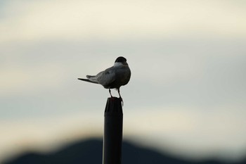 Whiskered Tern 潟ノ内(島根県松江市) Tue, 7/5/2022