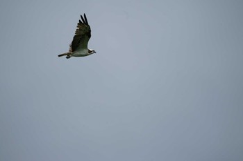 Osprey 松江市西谷町 Tue, 7/5/2022