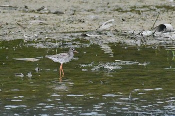 Fri, 7/1/2022 Birding report at 与根の三角池