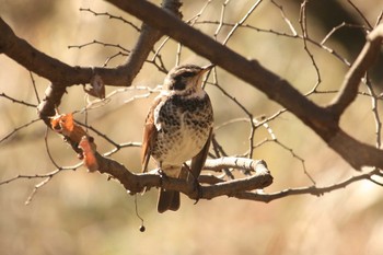 Dusky Thrush Mitsuike Park Wed, 1/10/2018