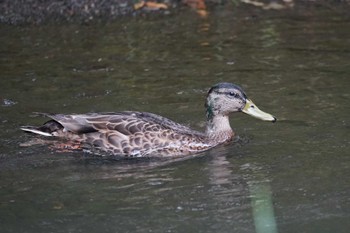 マガモ 福井緑地(札幌市西区) 2022年7月5日(火)