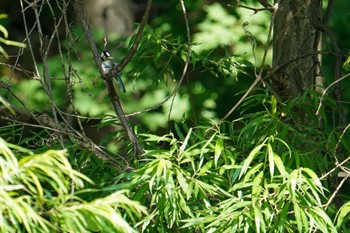 シジュウカラ 福井緑地(札幌市西区) 2022年7月5日(火)