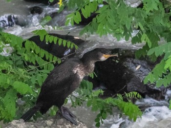 2022年7月5日(火) 福井緑地(札幌市西区)の野鳥観察記録