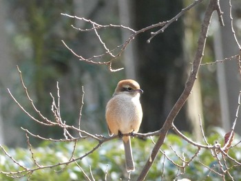 モズ 長居公園植物園 2018年1月11日(木)