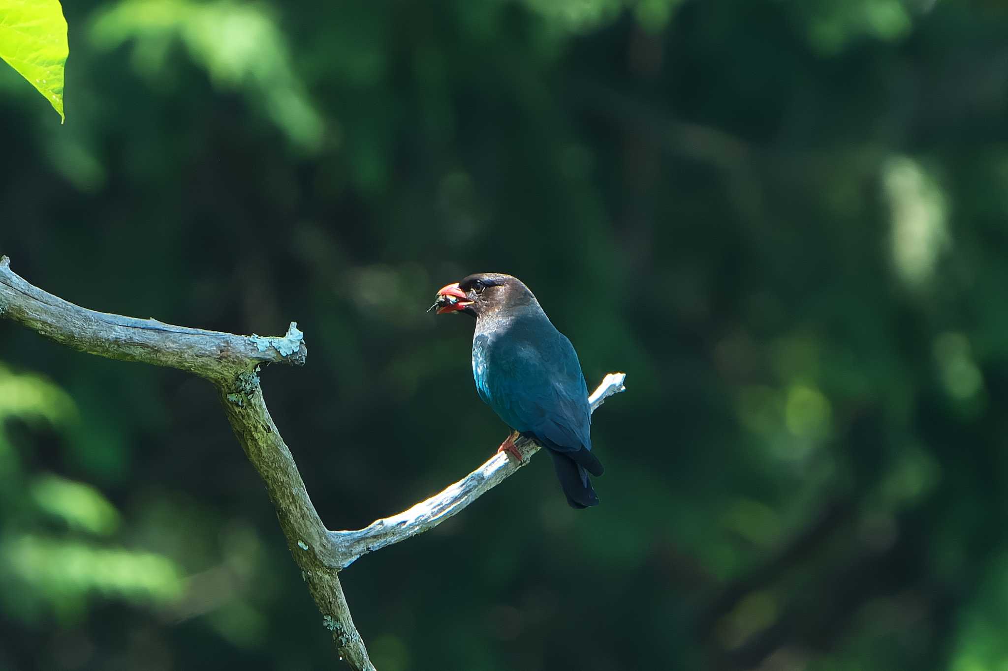 Photo of Oriental Dollarbird at 岡山県吉備中央町 by 禽好き