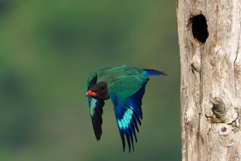 Oriental Dollarbird 岡山県吉備中央町 Sat, 7/2/2022