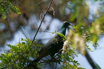 Black Wood Pigeon Unknown Spots Sun, 5/22/2022