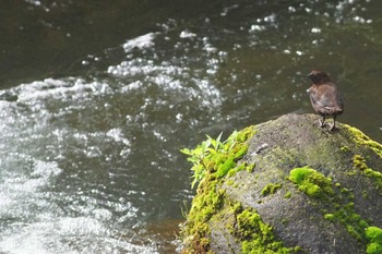 カワガラス 陣馬山 2022年6月22日(水)