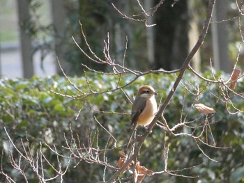 モズ 長居公園植物園 2018年1月11日(木)