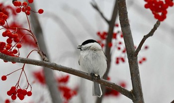 コガラ キトウシ森林公園 2017年11月28日(火)