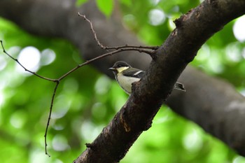 シジュウカラ 長浜公園 2022年7月6日(水)