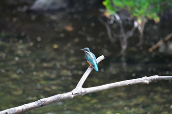 カワセミ 長浜公園 2022年7月6日(水)