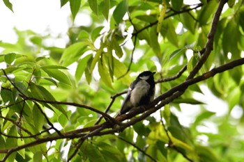 シジュウカラ 長浜公園 2022年7月6日(水)