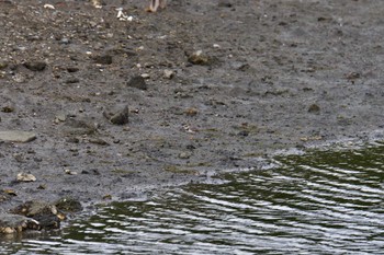 コチドリ 長浜公園 2022年7月6日(水)