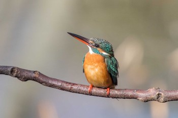 Common Kingfisher 兵庫県神戸市須磨区 Sat, 12/30/2017