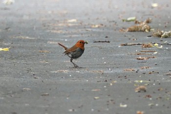 2022年6月19日(日) 利尻島の野鳥観察記録