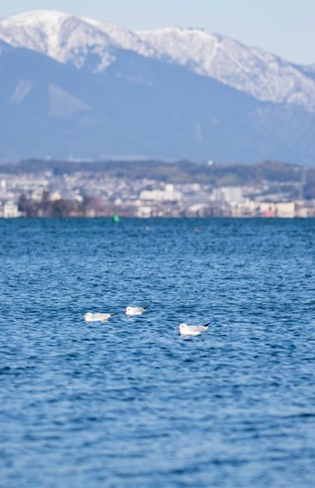 ユリカモメ 大津湖岸なぎさ公園 2018年1月11日(木)