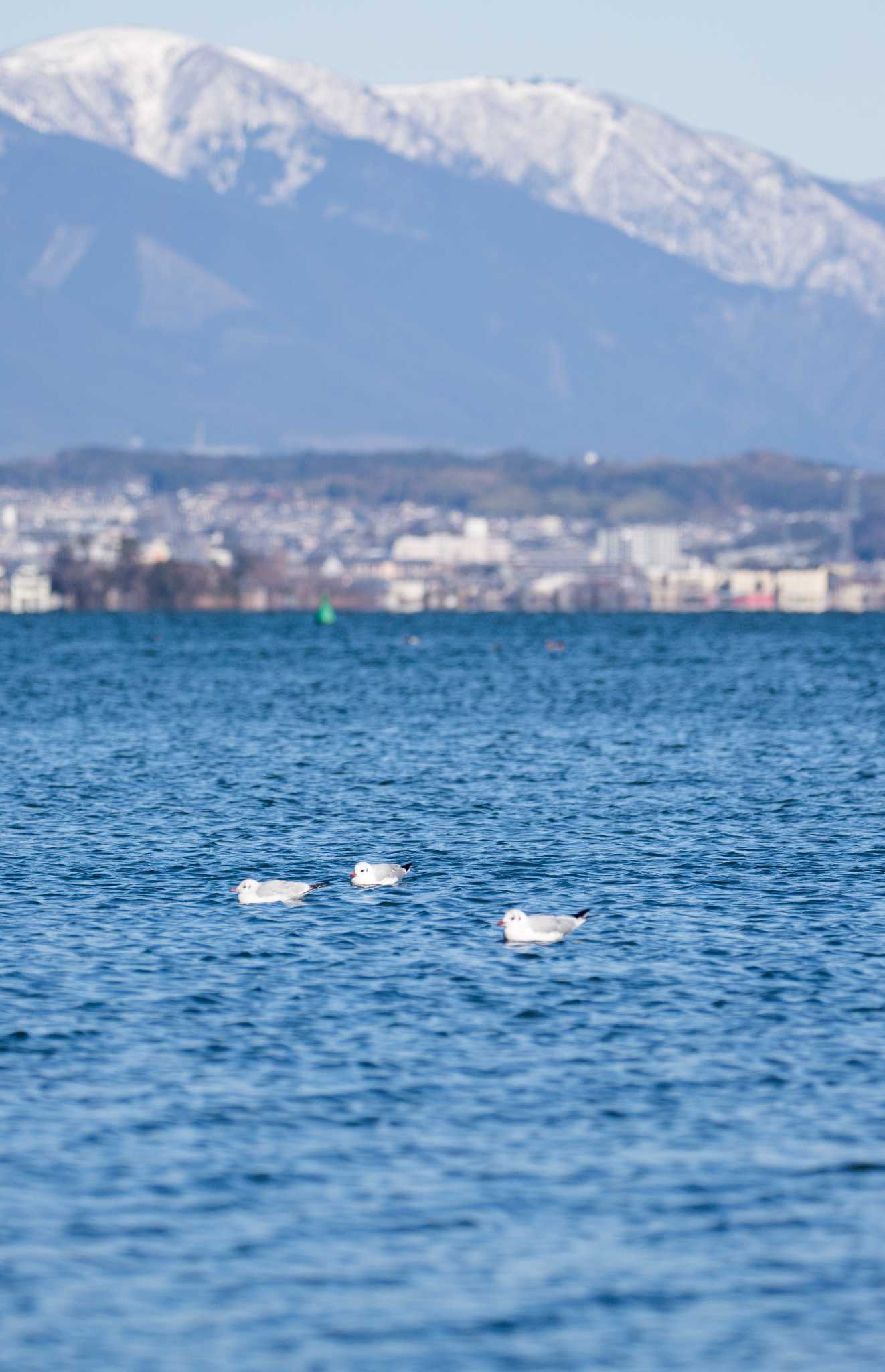 大津湖岸なぎさ公園 ユリカモメの写真 by C君