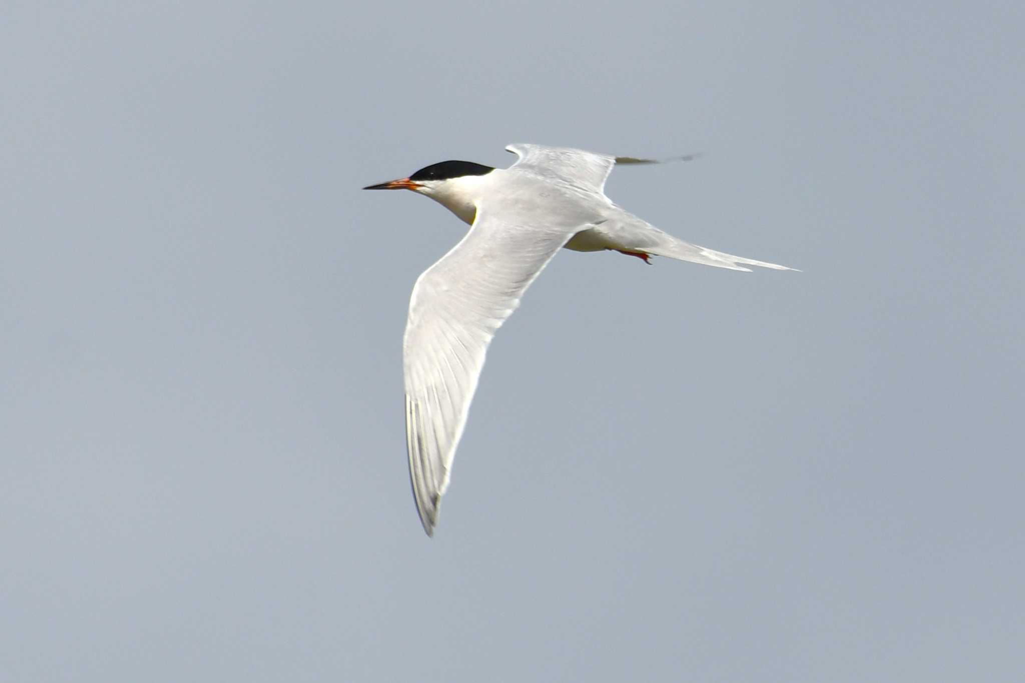 Photo of Roseate Tern at 浜比嘉島 by Semal