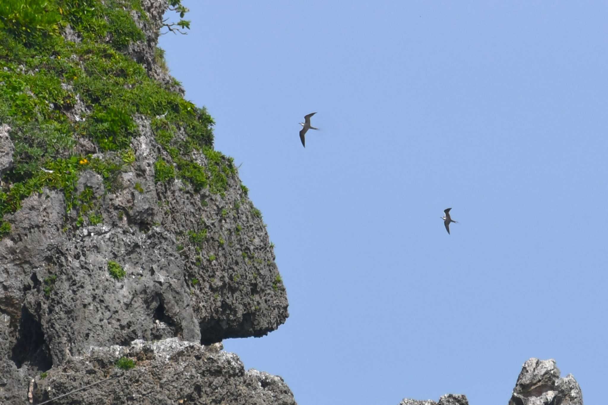 浜比嘉島 マミジロアジサシの写真 by Semal