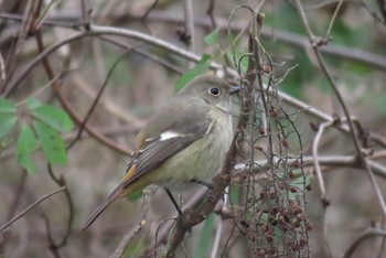 Daurian Redstart Asaba Biotope Mon, 1/8/2018