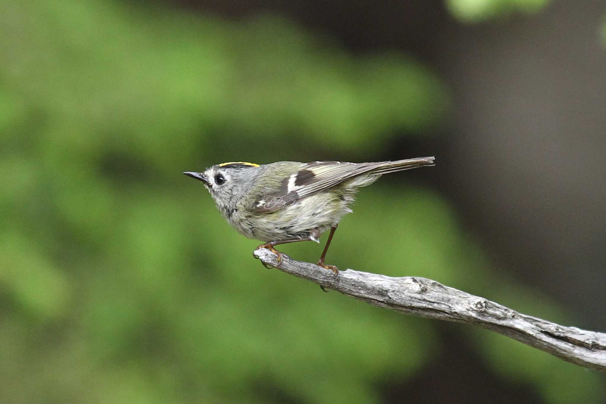 Goldcrest