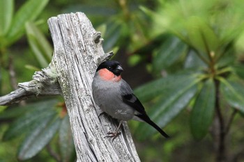 Eurasian Bullfinch Okuniwaso(Mt. Fuji) Fri, 7/1/2022